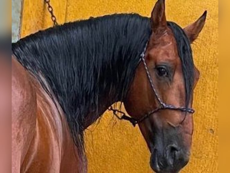 PRE Mix Stallone 9 Anni 170 cm Baio ciliegia in Leon