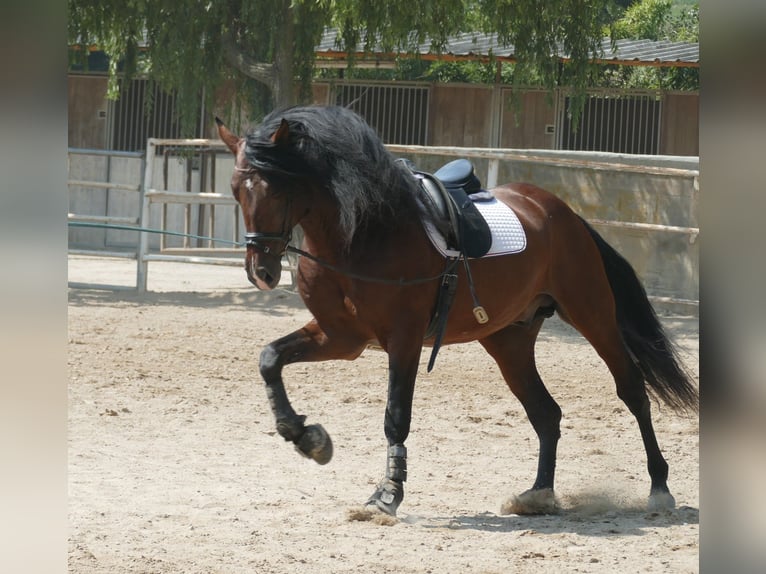 PRE Mix Stallone 9 Anni 172 cm Baio in Barcelona