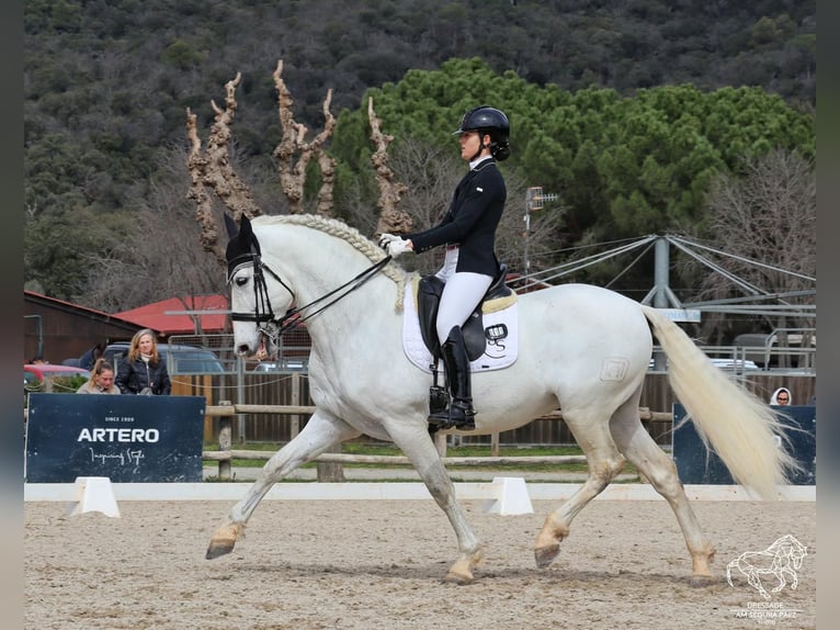 PRE Stallone 9 Anni 172 cm Grigio in Barcelona