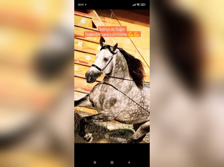 PRE Mix Stallone 9 Anni 174 cm Grigio in Caravaca De La Cruz