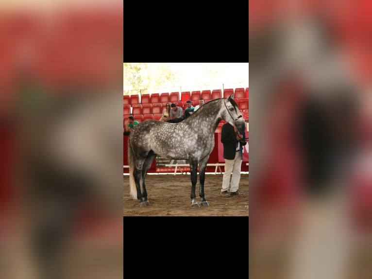 PRE Mix Stallone 9 Anni 174 cm Grigio in Caravaca De La Cruz