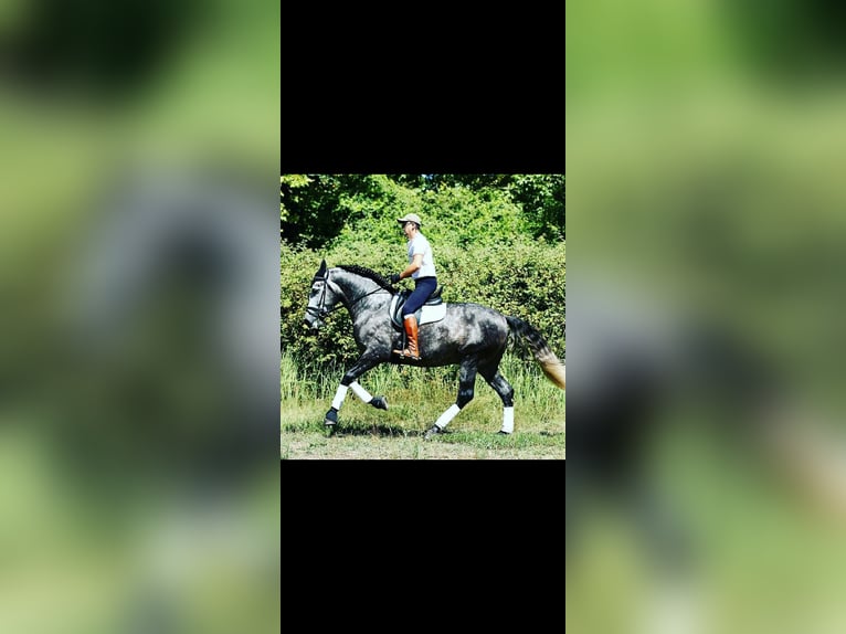 PRE Mix Stallone 9 Anni 174 cm Grigio in Caravaca De La Cruz