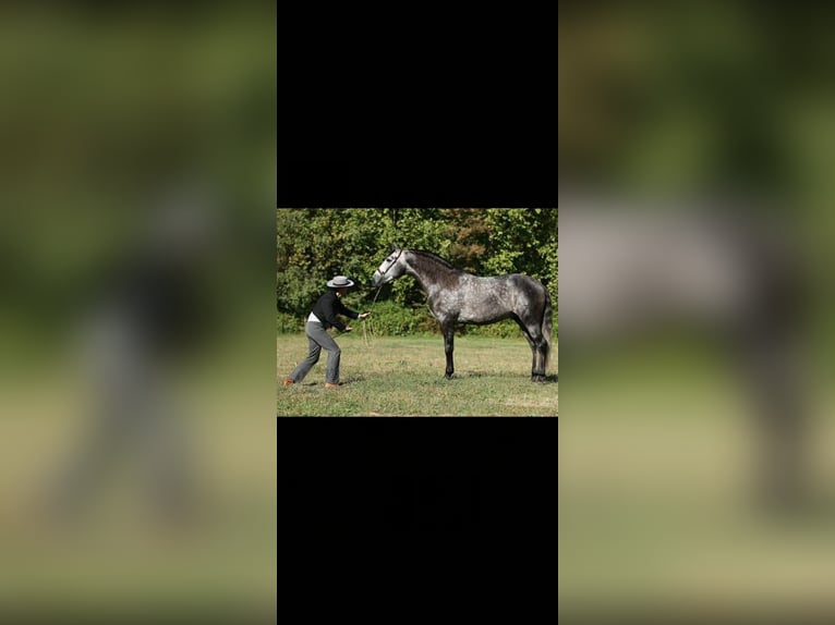 PRE Mix Stallone 9 Anni 174 cm Grigio in Caravaca De La Cruz