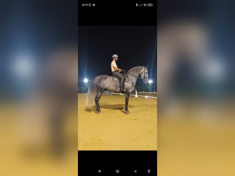 PRE Mix Stallone 9 Anni 174 cm Grigio in Caravaca De La Cruz
