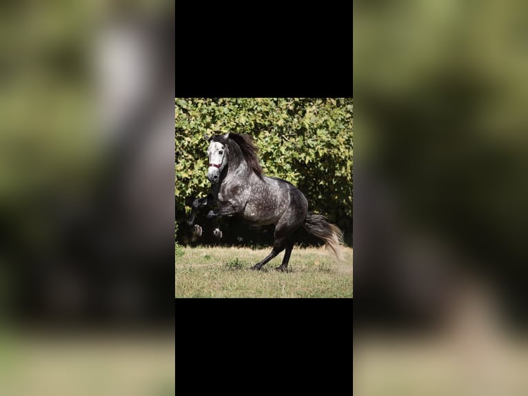 PRE Mix Stallone 9 Anni 174 cm Grigio in Caravaca De La Cruz