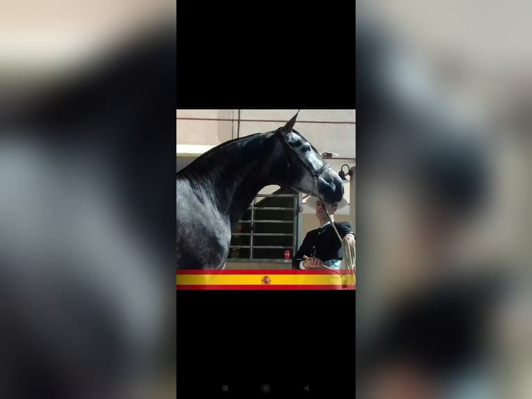 PRE Mix Stallone 9 Anni 174 cm Grigio in Caravaca De La Cruz