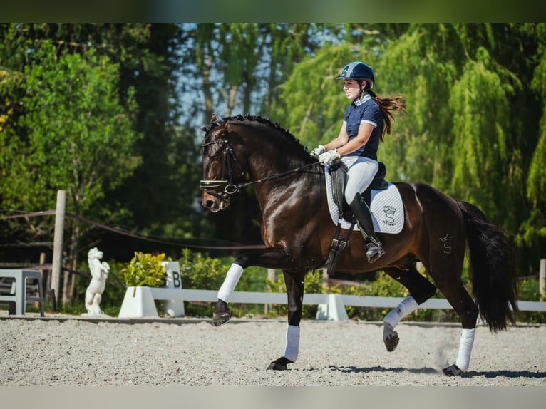 PRE Stallone Baio nero in Jemeppe sur sambre