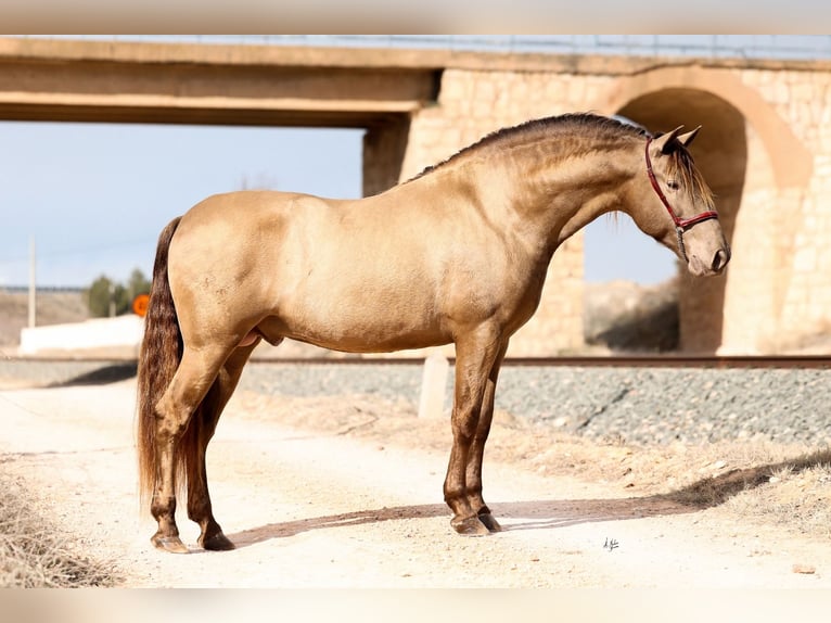 PRE Stallone Champagne in Utiel