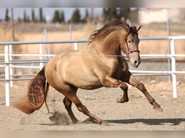 PRE Stallone Champagne in Utiel