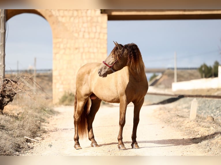PRE Stallone Champagne in Utiel