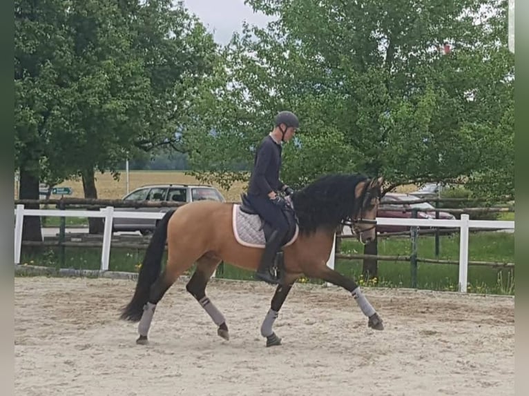 PRE Stallone Falbo in Rechnitz