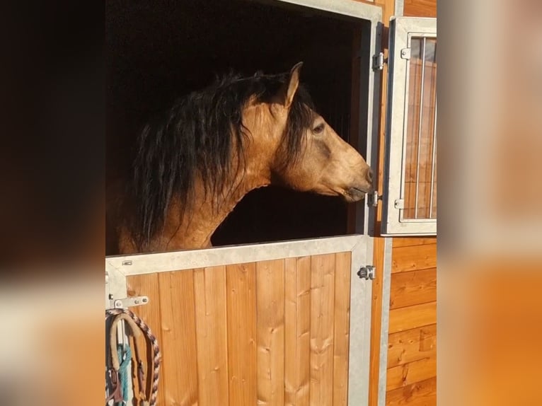 PRE Stallone Falbo in Rechnitz