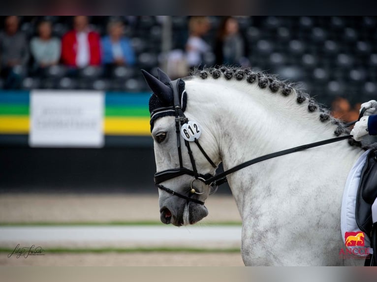 PRE Stallone Grigio in Utiel