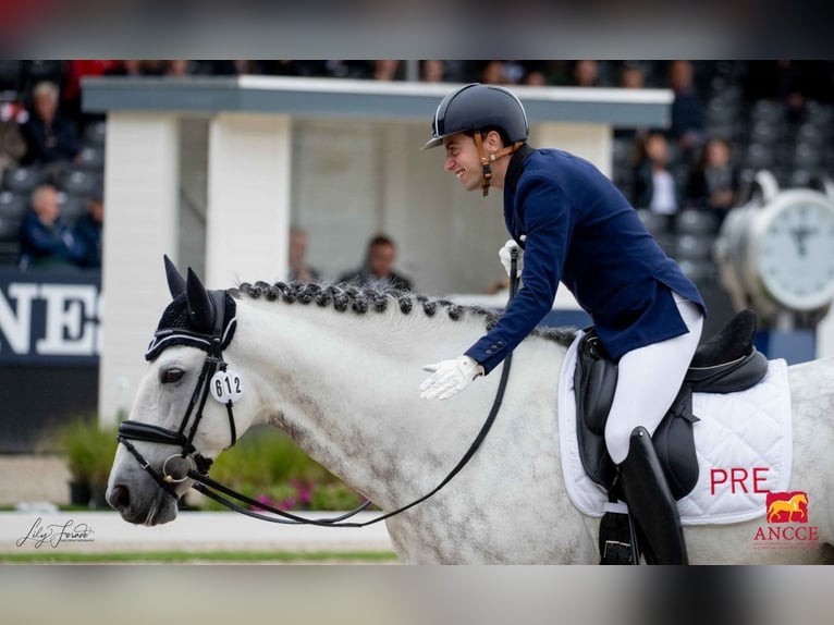 PRE Stallone Grigio in Utiel