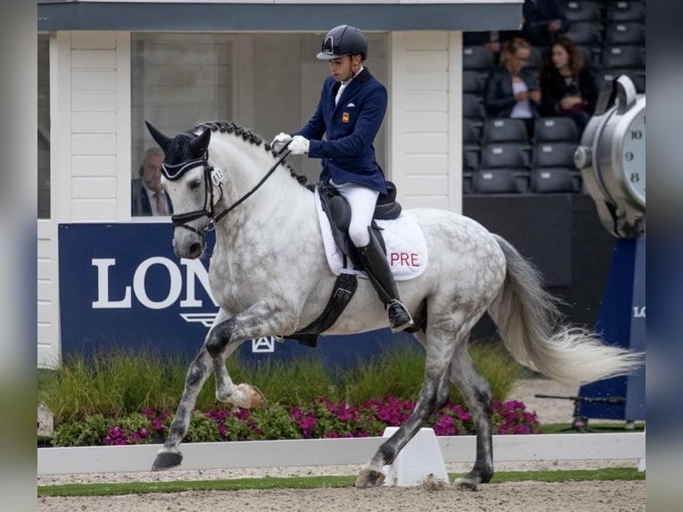 PRE Stallone Grigio in Utiel