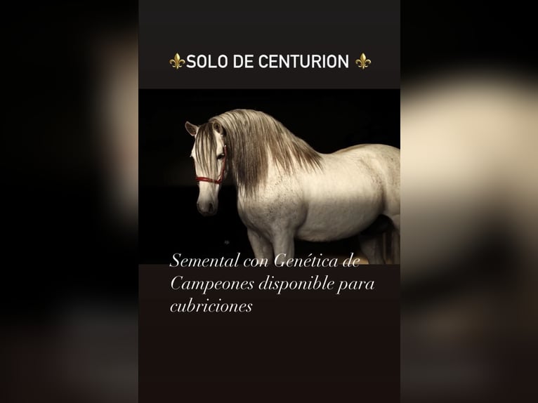 PRE Stallone Grigio in Utiel