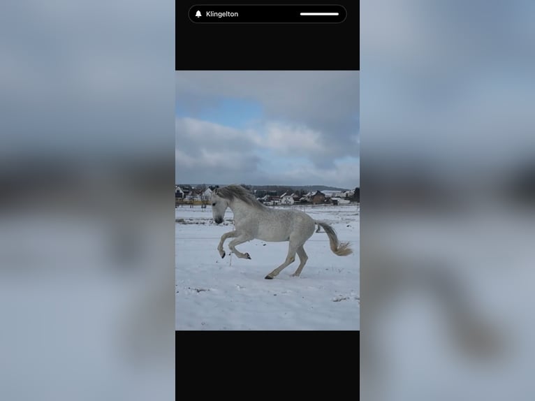 PRE Stallone Grigio trotinato in Grossbartloff