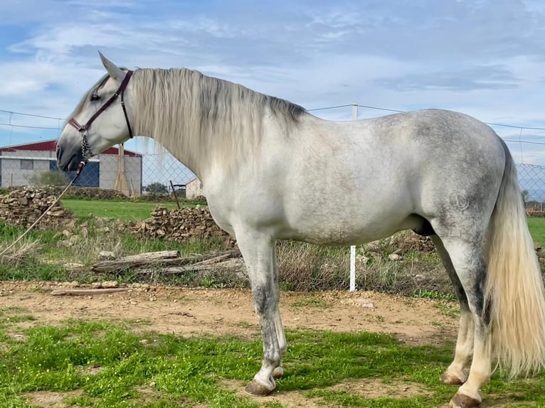 PRE Stallone Grigio trotinato in Herrera Del Duque