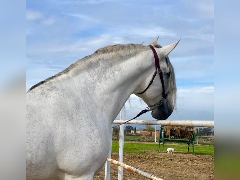 PRE Stallone Grigio trotinato in Herrera Del Duque