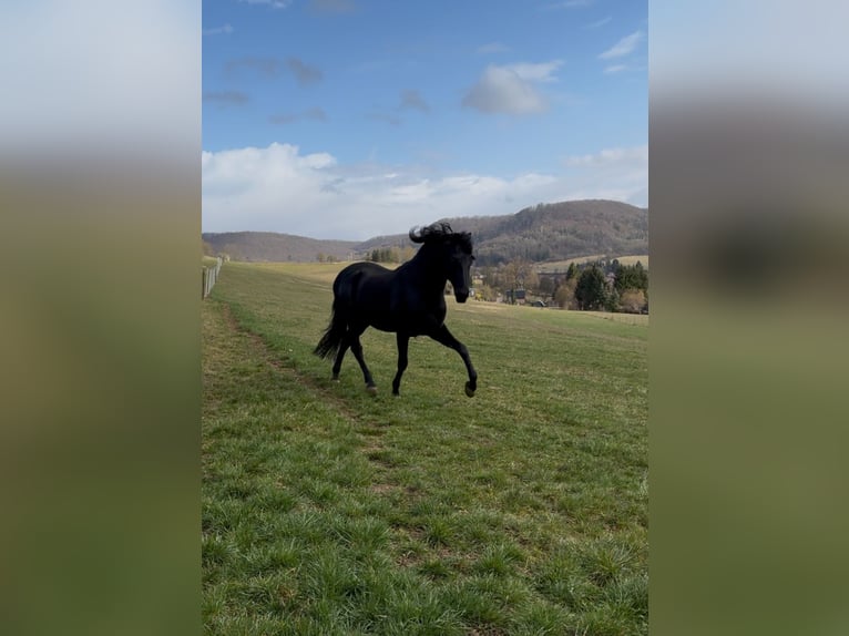 PRE Stallone Morello in Großbartloff