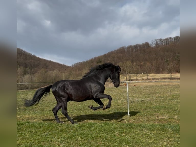 PRE Stallone Morello in Großbartloff