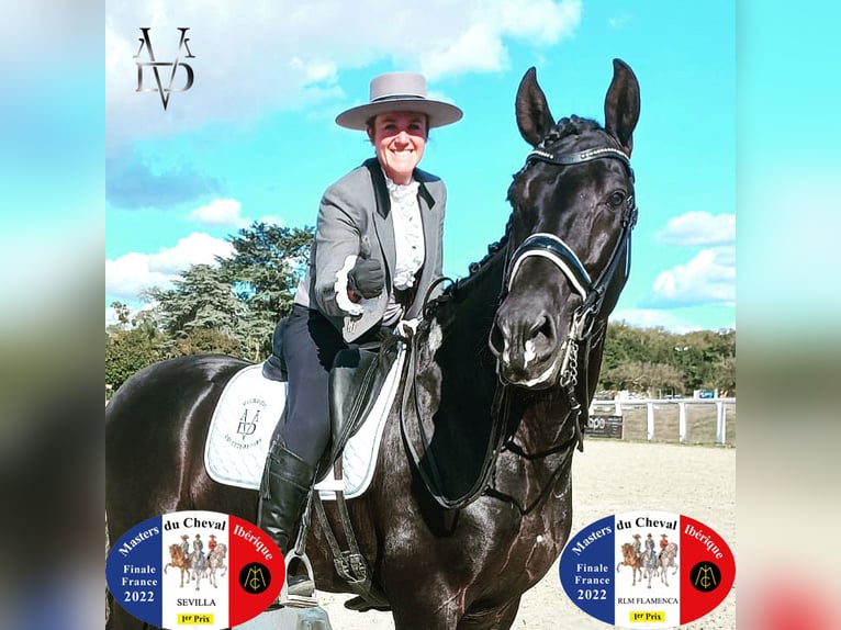 PRE Stallone Morello in ORBEC