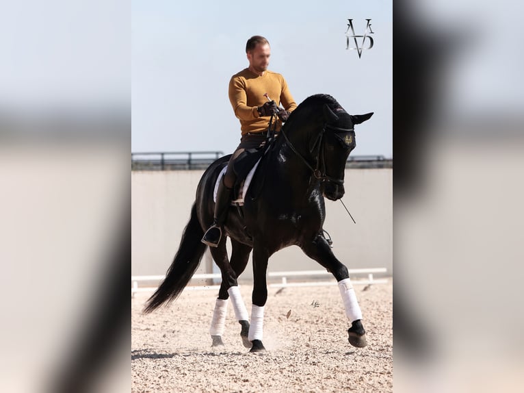 PRE Stallone Morello in ORBEC