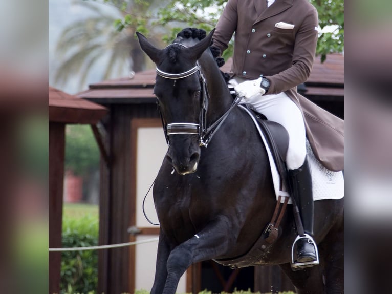 PRE Stallone Morello in Utiel