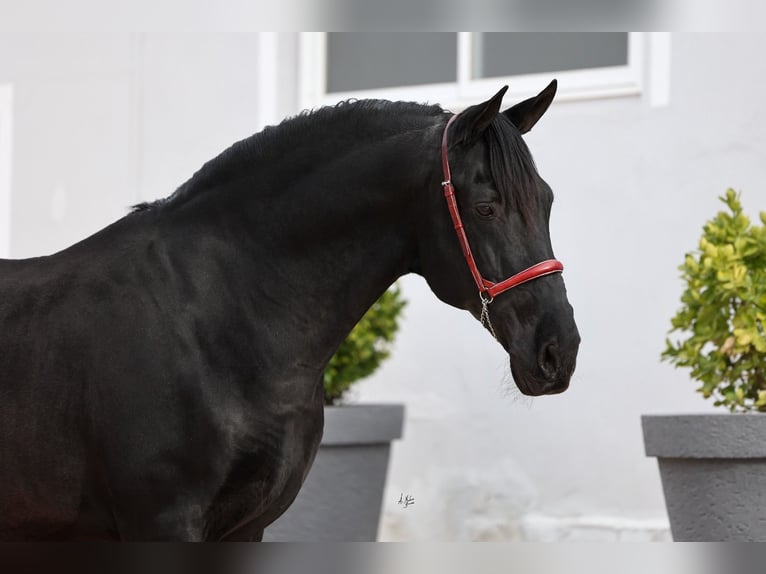 PRE Stallone Morello in Utiel