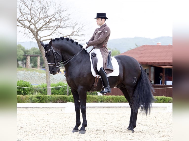 PRE Stallone Morello in Utiel