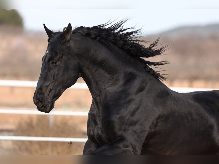 PRE Stallone Morello in Utiel