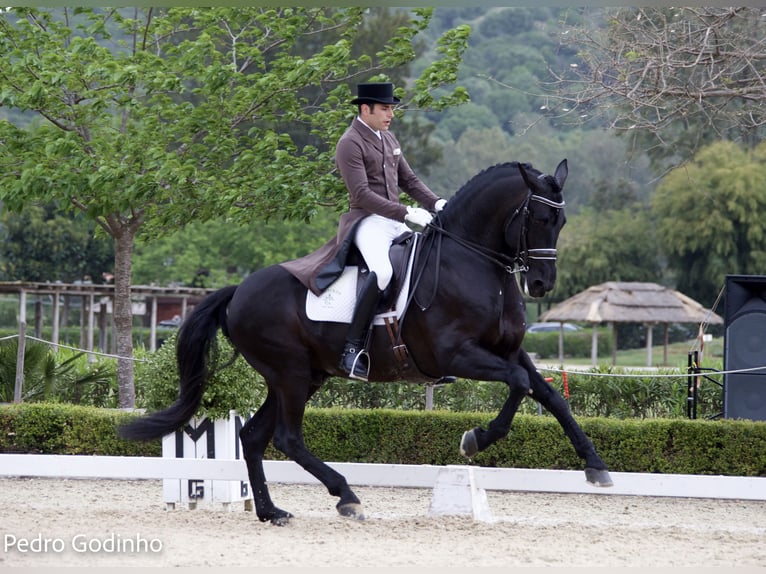 PRE Stallone Morello in Utiel