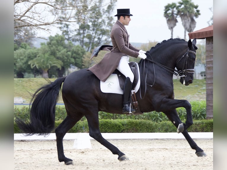 PRE Stallone Morello in Utiel