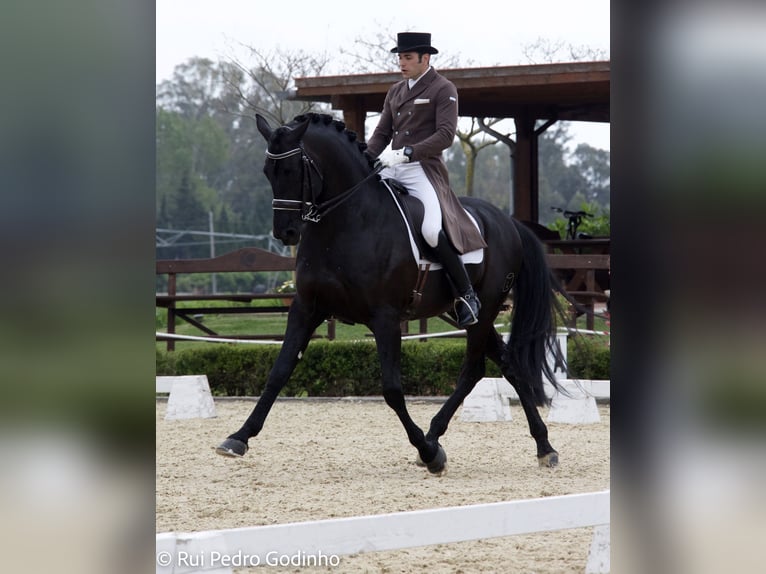 PRE Stallone Morello in Utiel