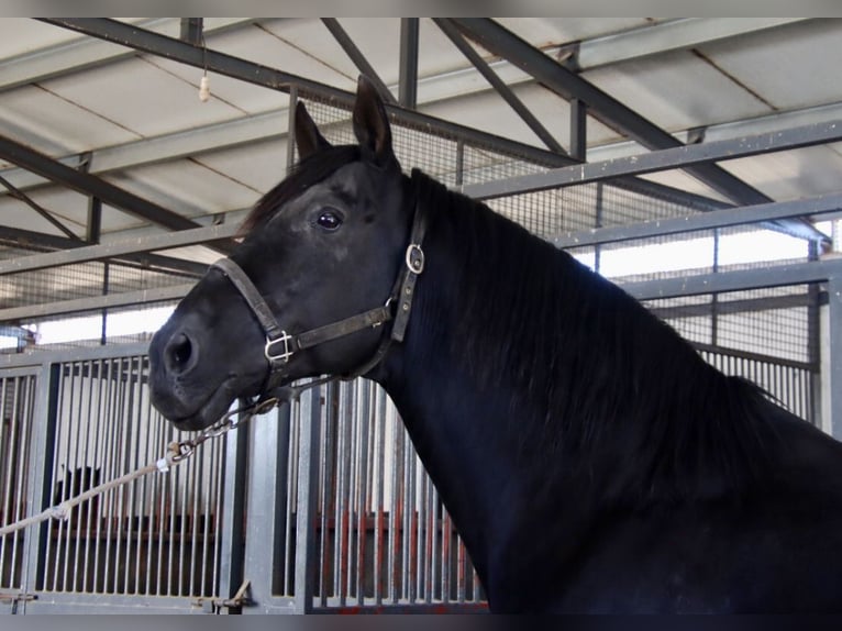 PRE Stallone Morello in Utiel