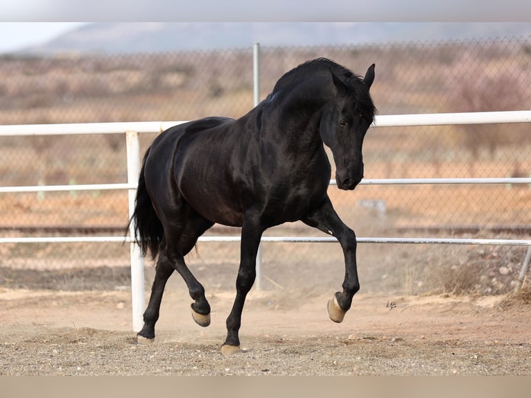 PRE Stallone Morello in Utiel