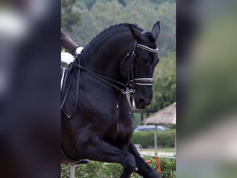 PRE Stallone Morello in Utiel