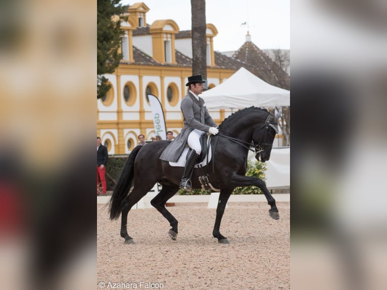 PRE Stallone Morello in Utiel