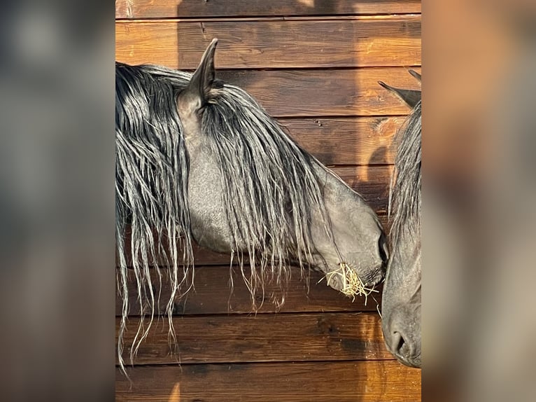 PRE Stallone Morello in Stahnsdorf