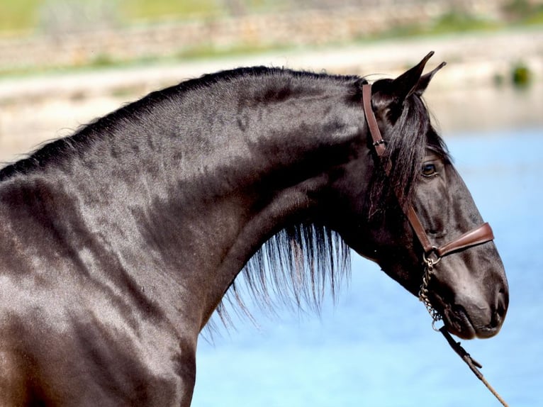 PRE Stallone Morello in NAVAS DEL MADRONO