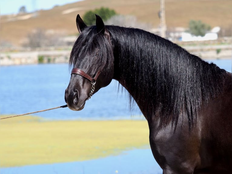 PRE Stallone Morello in NAVAS DEL MADRONO