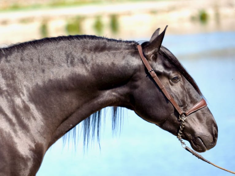 PRE Stallone Morello in NAVAS DEL MADRONO