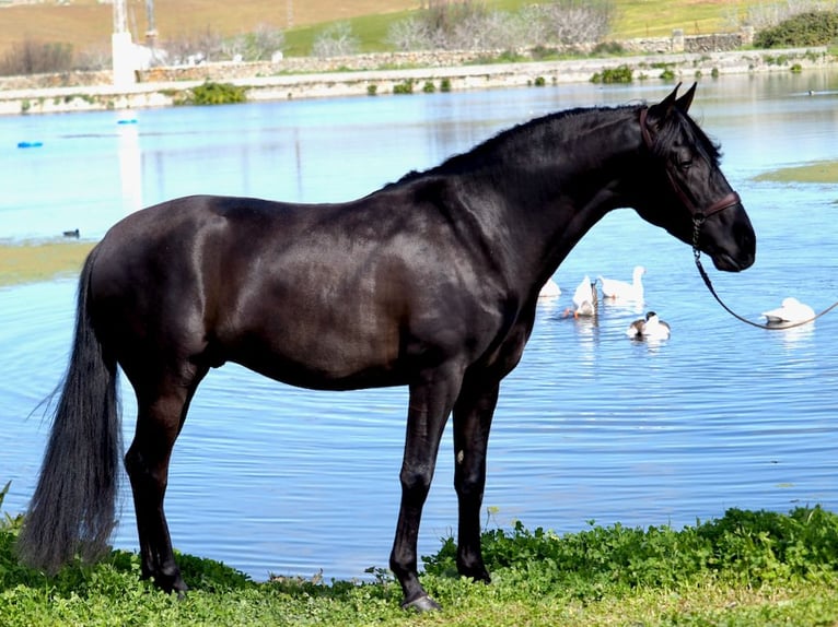 PRE Stallone Morello in NAVAS DEL MADRONO