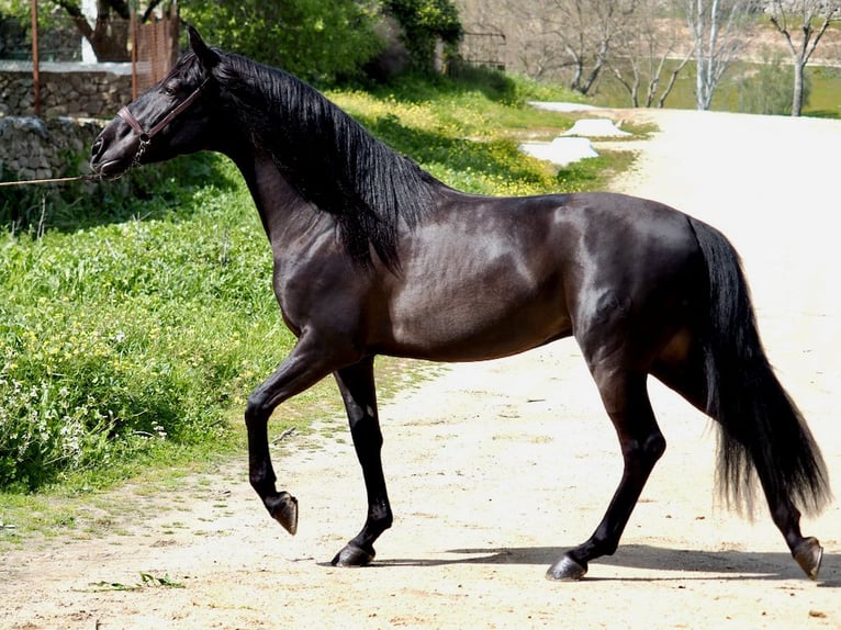 PRE Stallone Morello in NAVAS DEL MADRONO