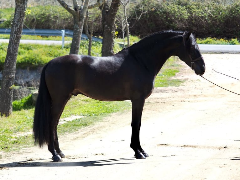 PRE Stallone Morello in NAVAS DEL MADRONO