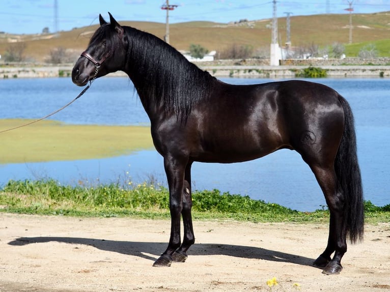 PRE Stallone Morello in NAVAS DEL MADRONO