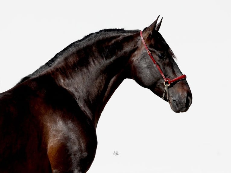 PRE Stallone Morello in Navas Del Madroño