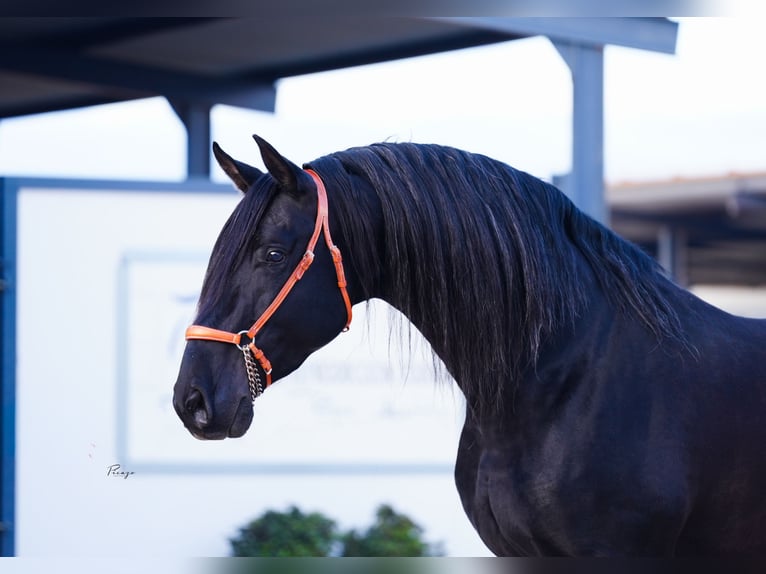 PRE Stallone Morello in Utiel