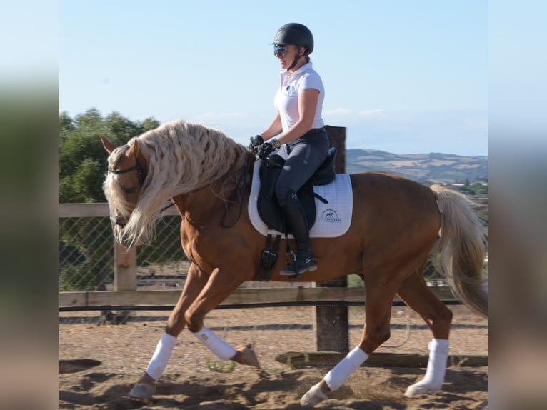PRE Stallone Palomino in Vejer de la Frontera