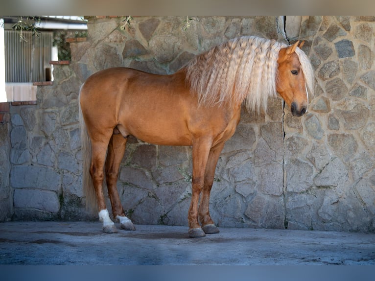 PRE Stallone Palomino in Vejer de la Frontera
